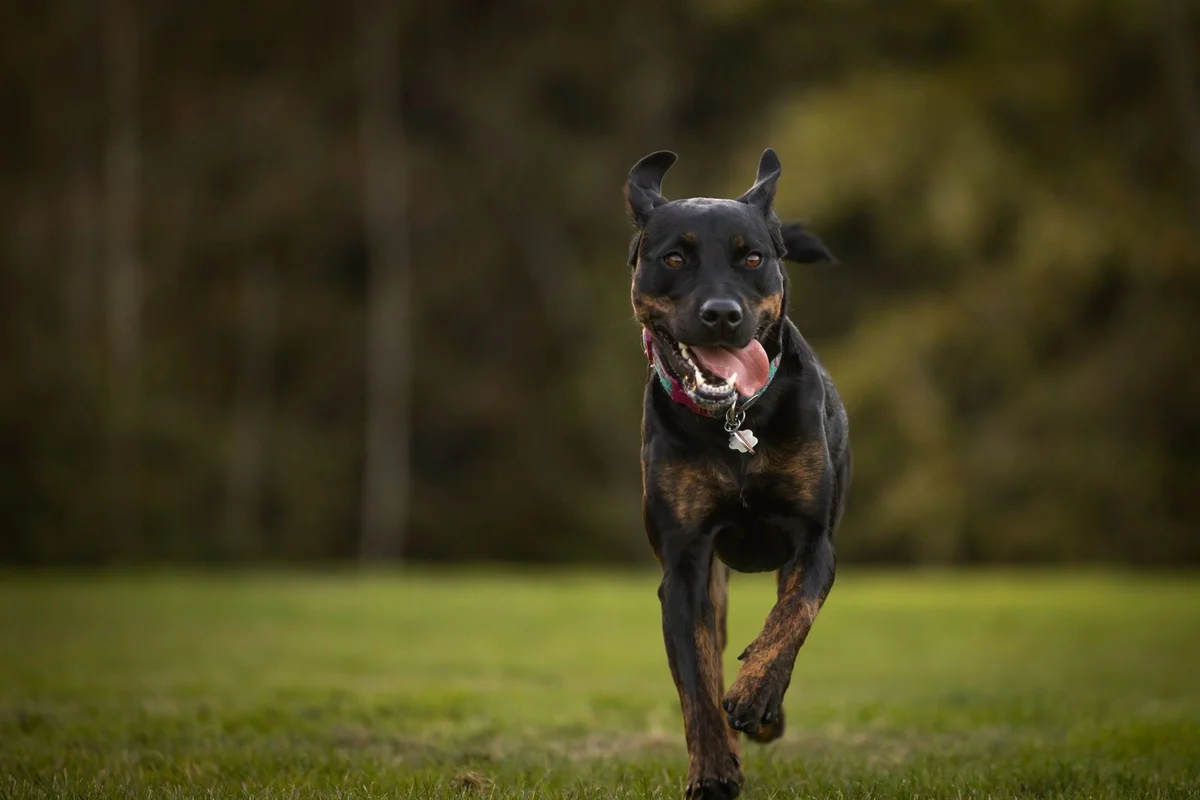 Black and brown dog running across a grass lawn