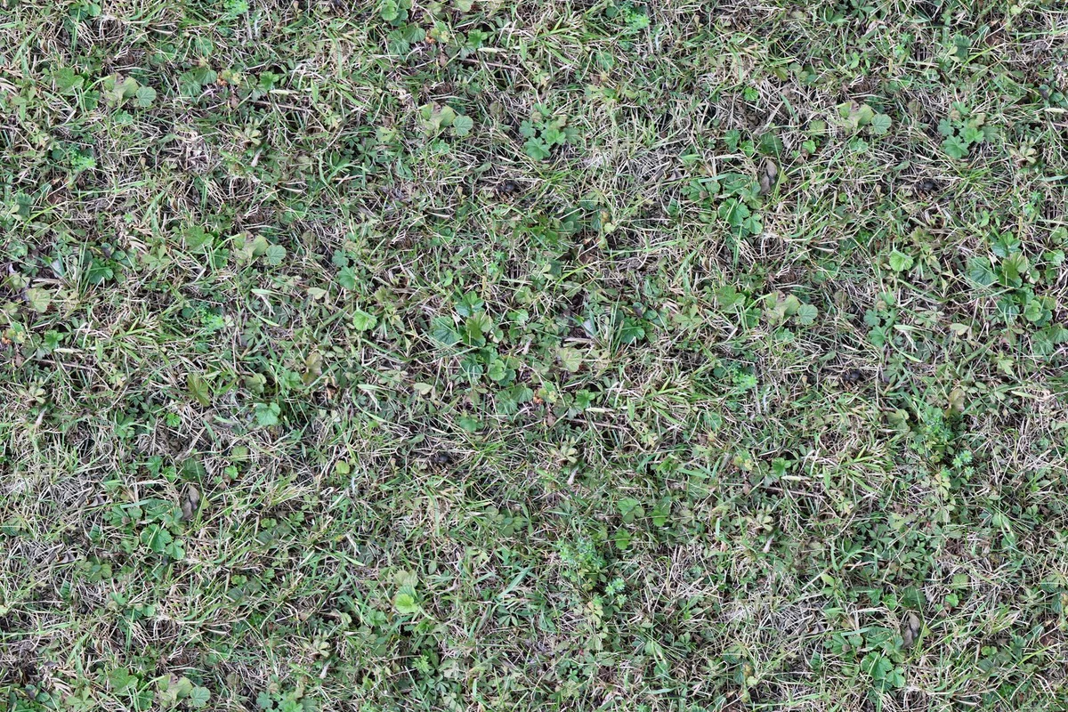 Detailed top view of natural green lawn grass